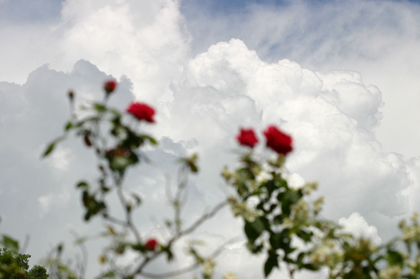 Dos rosas Dos rosas